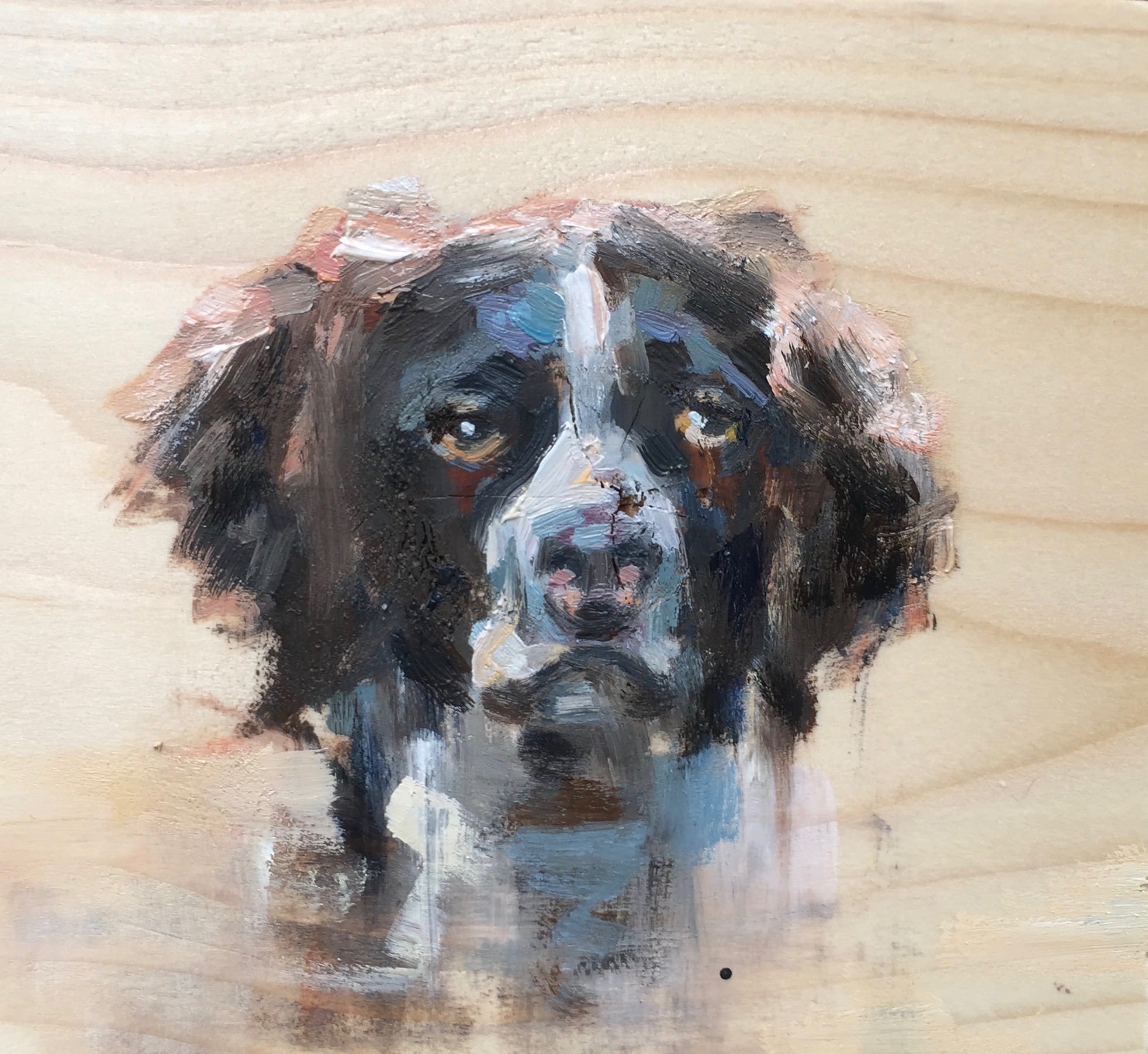 Friese erfhond